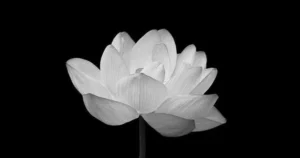 Lời cảm ơn sau tang lễ ngắn gọn trên facebook